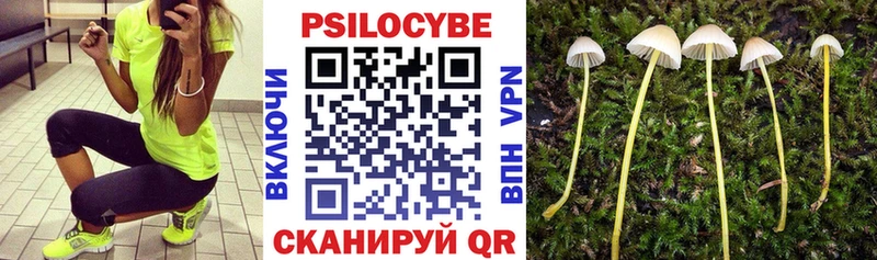 Галлюциногенные грибы Psilocybe  Бобров 